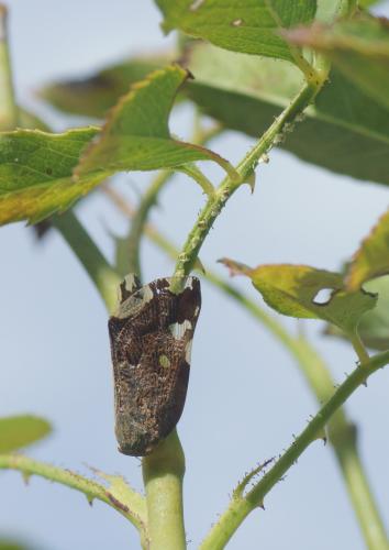 Ricania speculum